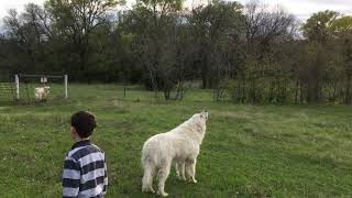 Great Pyrenees and Coyotes [upl. by Clemmie]