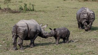 KAZIRANGA NATIONAL PARK Kaziranga WildlifeSafari OneHornedRhino AssamTourism TravelVlog [upl. by Arrim]