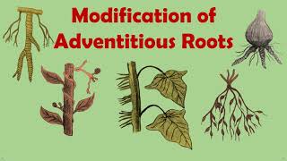 Gettingtoknowthelifescience Modification Of Adventitious Roots [upl. by Laefar]