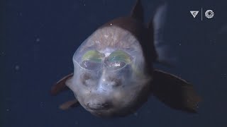 MBARIs Top 10 deepsea animals [upl. by Nonnad738]