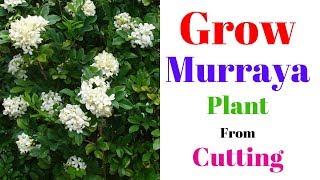 Grow Murraya Plant From Cutting  Orange Jessamine  Marwa Plant [upl. by Lorrad]