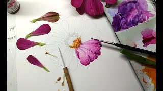 Illustrating a Zinnia for the New England Society of Botanical Artists [upl. by Blus]