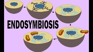 ENDOSYMBIOSIS [upl. by Devaney]