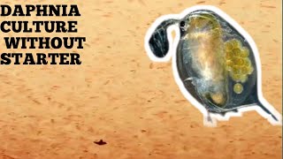 HOW TO CULTURE DAPHNIA NATURALLY WITHOUT A STARTER [upl. by Ymeon]