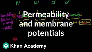 Permeability and membrane potentials  Circulatory system physiology  NCLEXRN  Khan Academy [upl. by Rocco]