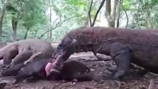 KOMODO DRAGONS EATS A WILD BOAR ALIVE [upl. by Airda]