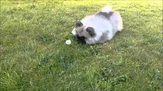 Charlie Keeshond Puppy [upl. by Niatsirk]