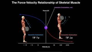 Exercise Physiology  Skeletal Muscle ForceVelocity Relationship [upl. by Lionel]