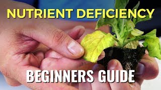 A Beginners Guide Nutrient Deficiency [upl. by Gualterio]