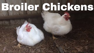 Chicken Breed Analysis The Broiler [upl. by Voltmer436]