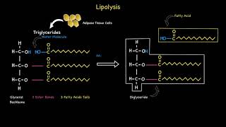 Lipolysis [upl. by Madancy]