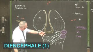 Anatomie du diencéphale 1 Neuroanatomie 6 [upl. by Edlin]