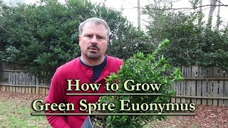 How to grow Green Spire Euonymus Upright Narrow Evergreen Shrub [upl. by Gentilis443]