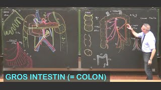 Anatomie du gros intestin colon Abdomen 7 [upl. by Ricketts]