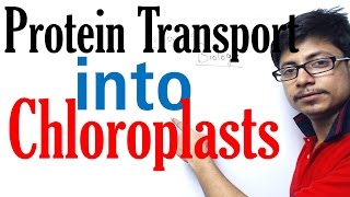 Protein transport into chloroplast [upl. by Moreno]