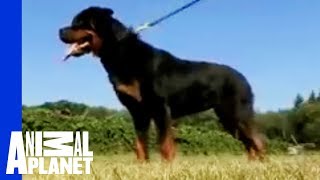 Rottweiler  Dogs 101 [upl. by Milde61]