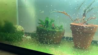 Daphnia Culturing Snails or no snails [upl. by Hennessy331]