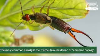 What are earwigs [upl. by Nongim404]