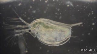 Daphnia magna under the Microscope [upl. by Guinn72]