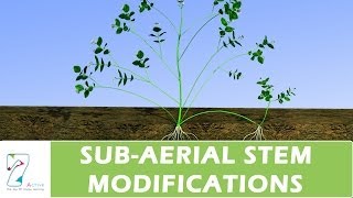 SUBAERIAL STEM MODIFICATIONS [upl. by Robenia511]