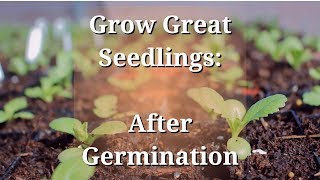 Grow Great Seedlings After Germination [upl. by Rehpotsirh]