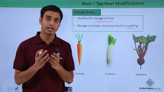 Class 11th – Root – Tap Root Modifications  Morphology of Flowering Plants  Tutorials Point [upl. by Ahcila]