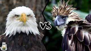 BALD EAGLE VS PHILIPPINE EAGLE  Which is the strongest [upl. by Dorry]