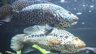 XXL Jaguar Cichlids in Love ❤️  Meeting for the first time  Parachromis Managuensis [upl. by Nyberg]