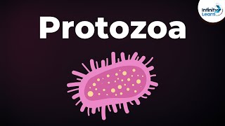 Introduction to Protozoa  Microorganisms  Biology  Dont Memorise [upl. by Iman]