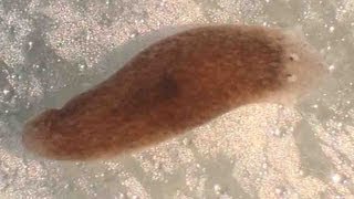 Planaria Flatworm Regeneration amp Movement [upl. by Jarid373]