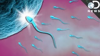 What Exactly Happens When Sperm Meets Egg [upl. by Ecyob]