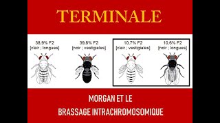 Morgan et le brassage intrachromosomique [upl. by Levon413]