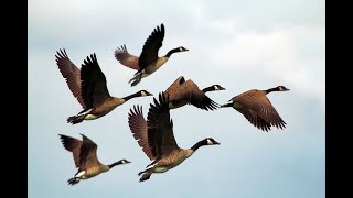 Lessons of the Geese [upl. by Nywloc]