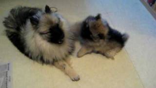 Keeshond puppy playing [upl. by Wickman]