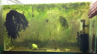 Scuds Daphnia Cherry Shrimp Copepods My aquatic food culture [upl. by Gathard]