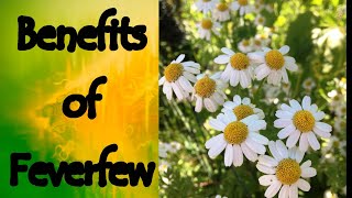 The Benefits of Feverfew Tanacetum Parthenium [upl. by Notsuoh745]