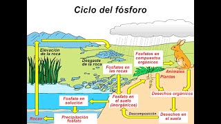 Ciclo del Fósforo [upl. by Robbert]