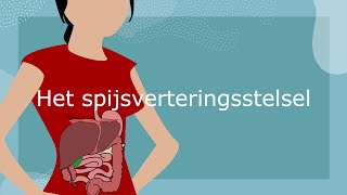 Het spijsverteringsstelsel [upl. by Nithsa]