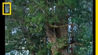 Redwoods The Tallest Trees  National Geographic [upl. by Devland]