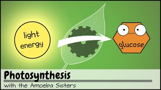 Photosynthesis UPDATED [upl. by Deidre]