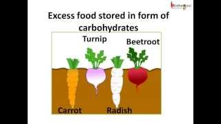 Science  Root system and root modifications  English [upl. by Rotsen]