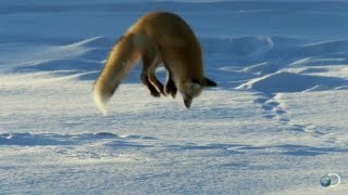 Fox Dives Headfirst Into Snow  North America [upl. by Ailiec631]