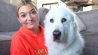 What Its Like Owning a Great Pyrenees [upl. by Armilla]