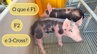 Saiba os principais cruzamentos de Suínos  Porcos  🐷 [upl. by Taimi]