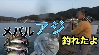 【とっとパーク小島】アジとメバル釣れたよ‼️ [upl. by Nana]