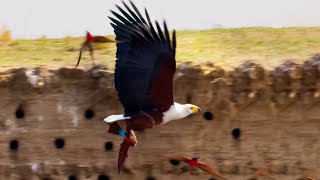 Eagle Plucks Prey in Flight  A Perfect Planet  BBC Earth [upl. by Nednyl]