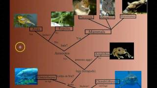 Vertebrate Diversity An Introduction [upl. by Melosa]