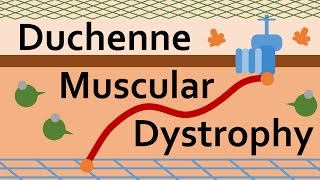 Duchenne Muscular Dystrophy and Dystrophin [upl. by Oranneg]