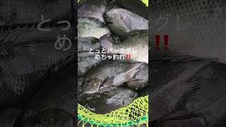 とっとパーク小島 グレ爆釣！ fishingmax 二色の浜店 [upl. by Jasen]