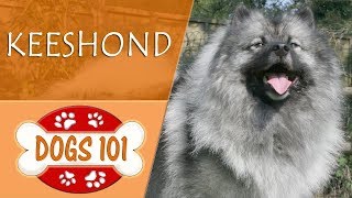 Dogs 101  KEESHOND  Top Dog Facts About the KEESHOND [upl. by Enoid]